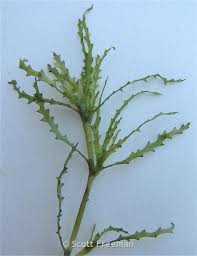 Attēlu rezultāti vaicājumam “Najadaceae”