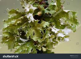 Attēlu rezultāti vaicājumam “Platismatia glauca”