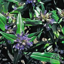 Attēlu rezultāti vaicājumam “Gentiana cruciata flower”