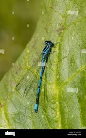 Attēlu rezultāti vaicājumam “Coenagrion puella male”