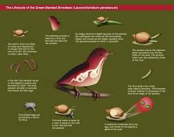 Attēlu rezultāti vaicājumam “Leucochloridium paradoxum larva”