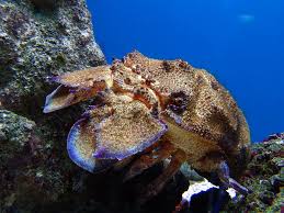 Image result for Scyllarides latus