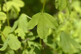 Attēlu rezultāti vaicājumam “Laburnum anagyroides leaf”