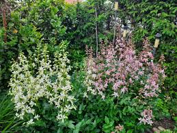 Image result for Diptam