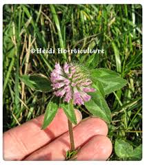 Attēlu rezultāti vaicājumam “Trifolium pratense flower”