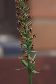 Attēlu rezultāti vaicājumam “Dactylorhiza fuchsii flower”