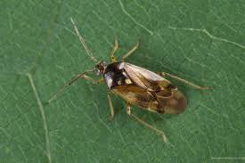 Attēlu rezultāti vaicājumam “Orthops basalis”