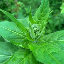 Attēlu rezultāti vaicājumam “Hesperis matronalis leaf”