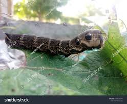 Attēlu rezultāti vaicājumam “Deilephila elpenor larva”