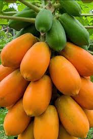 Image result for Carica papaya