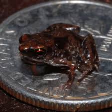 Attēlu rezultāti vaicājumam “Pelophylax juvenile”