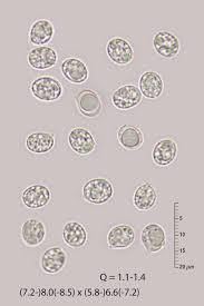 Attēlu rezultāti vaicājumam “Radulomyces confluens”