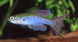 Attēlu rezultāti vaicājumam “Fissidens arnoldii macro”