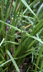Attēlu rezultāti vaicājumam “Sparganium neglectum”