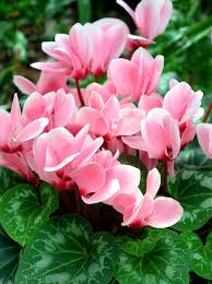 Image result for Cyclamen persicum