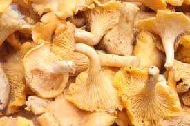 Attēlu rezultāti vaicājumam “Cantharellus cibarius”