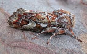 Attēlu rezultāti vaicājumam “Panolis flammea”