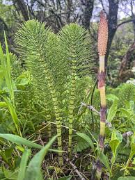 Attēlu rezultāti vaicājumam “Equisetum telmateia”