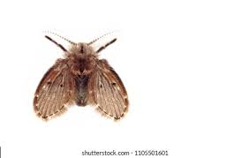 Attēlu rezultāti vaicājumam “Psychodidae”