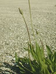 Attēlu rezultāti vaicājumam “Plantago media bud”