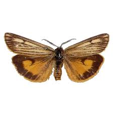 Attēlu rezultāti vaicājumam “Spiris striata”