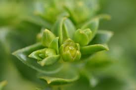 Attēlu rezultāti vaicājumam “Honckenya peploides bud”