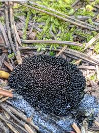 Attēlu rezultāti vaicājumam “Lindbladia tubulina spores”