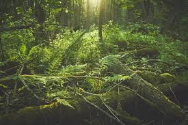 Image result for лес,