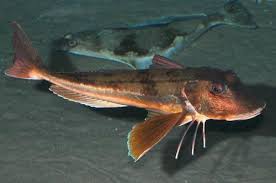 Image result for Chelidonichthys cuculus