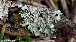 Attēlu rezultāti vaicājumam “Parmelia sulcata”