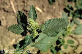Attēlu rezultāti vaicājumam “Amaranthus retroflexus flower”