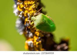 Attēlu rezultāti vaicājumam “Palomena prasina”