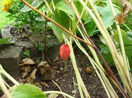 Attēlu rezultāti vaicājumam “Podophyllum hexandrum fruit”