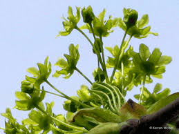 Attēlu rezultāti vaicājumam “Acer platanoides flower”