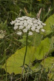 Attēlu rezultāti vaicājumam “Peucedanum palustre leaf”