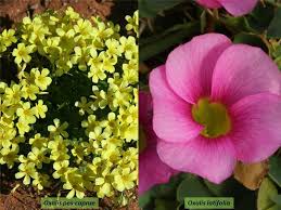 Attēlu rezultāti vaicājumam “Oxalidaceae”