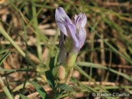 Attēlu rezultāti vaicājumam “Astragalus arenarius”
