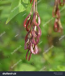 Attēlu rezultāti vaicājumam “Acer negundo fruit”
