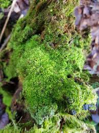 Attēlu rezultāti vaicājumam “Lepidozia reptans”