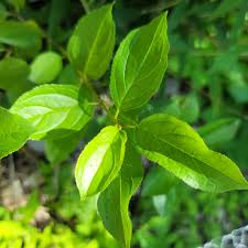 Attēlu rezultāti vaicājumam “Rhamnus cathartica leaf”