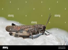 Attēlu rezultāti vaicājumam “Psophus stridulus”