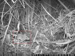 Attēlu rezultāti vaicājumam “Sicista betulina”