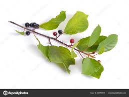 Attēlu rezultāti vaicājumam “Frangula alnus fruit”