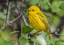 Image result for Bird