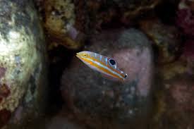 Image result for Halichoeres radiatus