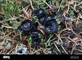 Attēlu rezultāti vaicājumam “Pseudoplectania nigrella”