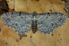 Attēlu rezultāti vaicājumam “Anticollix sparsata”