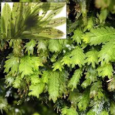 Attēlu rezultāti vaicājumam “Fissidens”