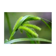 Attēlu rezultāti vaicājumam “Carex pseudocyperus female flower”