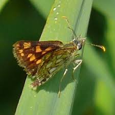 Attēlu rezultāti vaicājumam “Carterocephalus palaemon upperside”